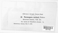 Peronospora arthurii image